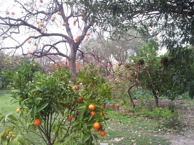 Garten Dez.Kakis Mandarinen 